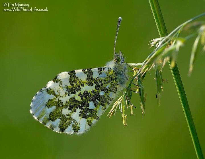 Orange Tip 6_06_06_3.jpg